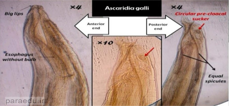 Ascaridia galli - Iranian Journal of Parasitology