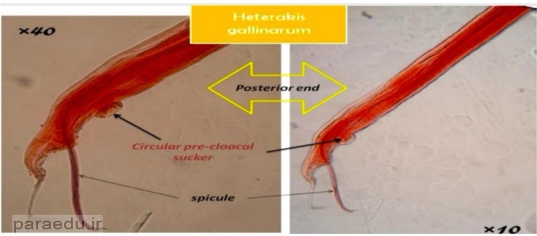 Heterakis gallinarum - Iranian Journal of Parasitology