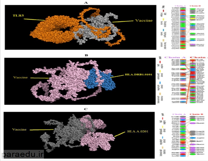 Residual interactions between vaccine structures - Iranian Journal of Parasitology