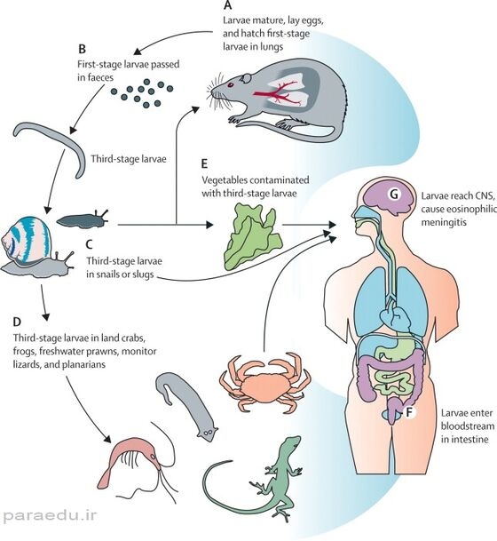 سیر تکاملیآنژیواسترونژیلوس کانتوننسیس
angiostrongylus cantonensis life cycle