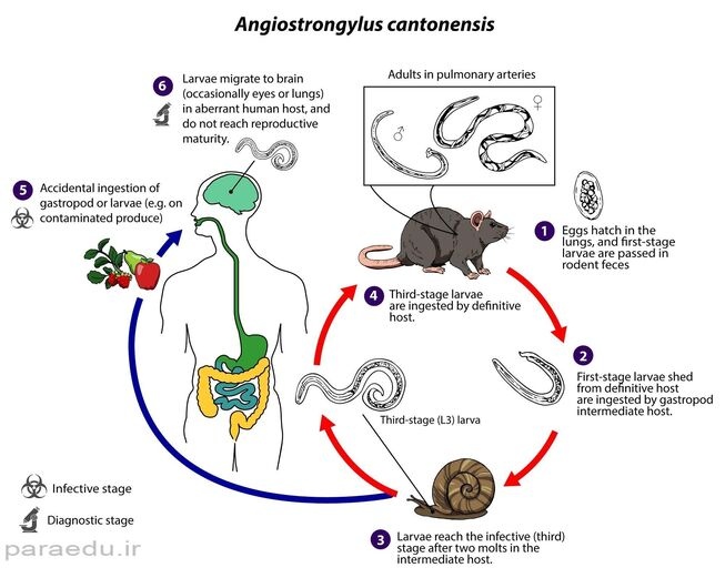 سیر تکاملیآنژیواسترونژیلوس کانتوننسیس
angiostrongylus cantonensis life cycle